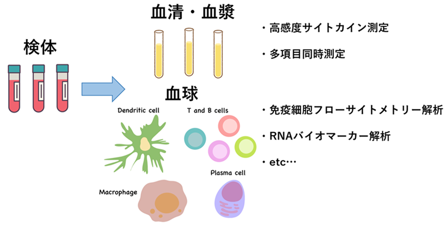 実施例 (ヒト血液検体の場合)